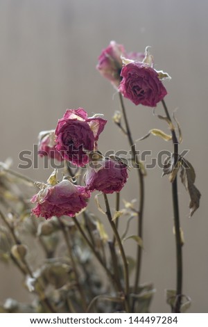 Dried roses