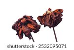 dried roses, wilted flowers, decay, nostalgia, withered petals, floral still life, time passage, dried leaves, nature, vintage, minimalism, art, melancholy, beauty, floral art, dried bouquet, flowers,