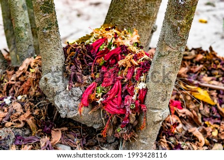 Dried rotten flowers pile on ground, dried flowers background, colorful dried flowers