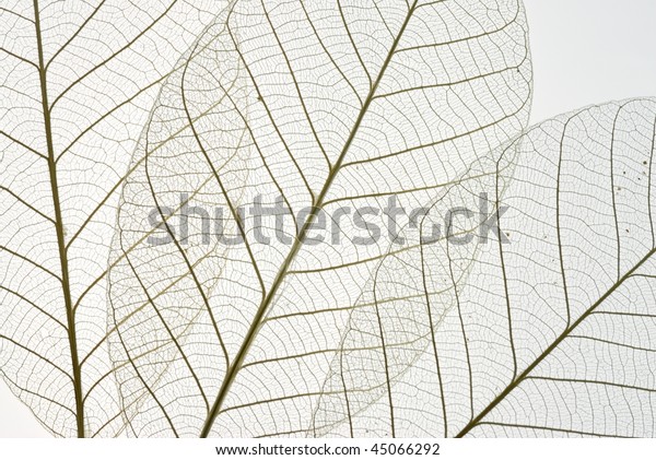 Dried Rubber Tree Skeleton Leaves Background Stock Photo (Edit Now ...