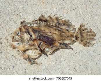 Dried Sargassum Frogfish On The Dock Key West Florida