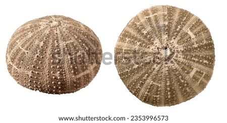 Dried sea urchin shell isolated on white background, side and top view.