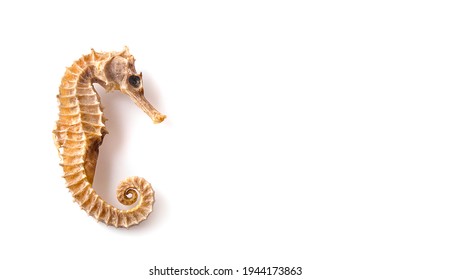 Dried Seahorse Isolated On White Background.