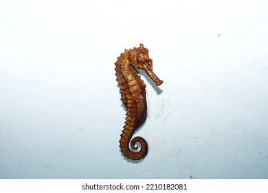 Dried Seahorse Isolated On White Background