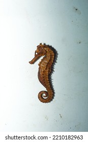 Dried Seahorse Isolated On White Background