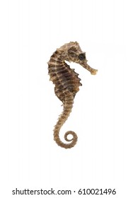 Dried Seahorse Isolated On White Background