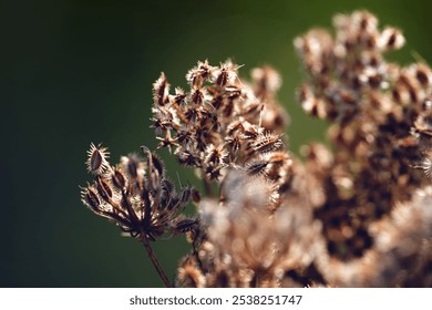 dried seed heads of a plant. The seed heads are brown and have a spiky, intricate structure. The background is blurred, highlighting the detailed texture of the seed heads. This image is interesting  - Powered by Shutterstock