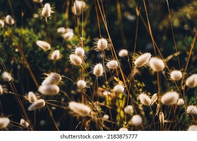 Dried seed heads of wild grasses in central Italy. - Powered by Shutterstock