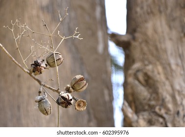 dried seed on tree