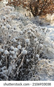 The dried seedheads of purple coneflower 9Echinacea purpurea) with snow in a winter perennial garden - Shutterstock ID 2106933038