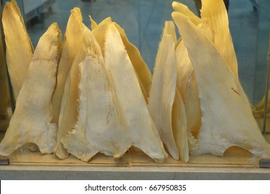 Dried Shark Fin