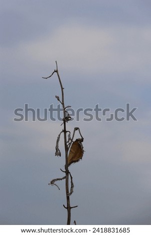 dried shell from milkweed flowering plant seed pod milk weed against blue white cloudy sky close up of brown crispy plant