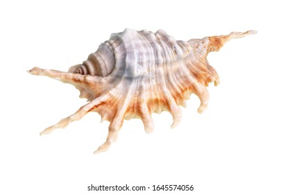 Dried Shell Of Murex Snail Cutout On White Background