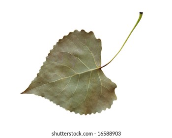 Dried And Shriveled Fremont Cottonwood Leaf Clipping Path Include