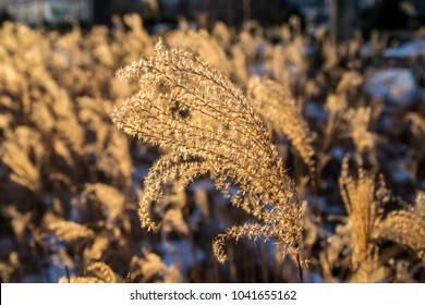 Dried Silver Grass Winter Silver Grass Stock Photo Edit Now