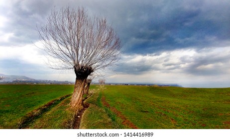 dried single tree under the clouds and perspective