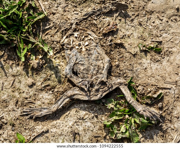 Dried skin and bone of dead frog killed on rural\
road by car wheels