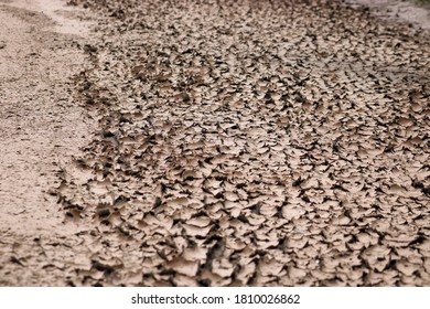 Dried Slush. Texture Cracked Dirt. Selective Focus. Macro.