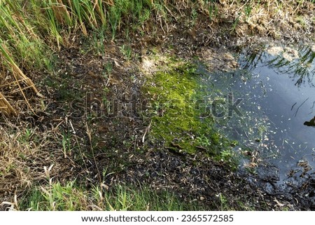Dried up small pond in farmers agricultural field during drought,  growing grass on bottom in dried up pond,  drought, natural disaster concept