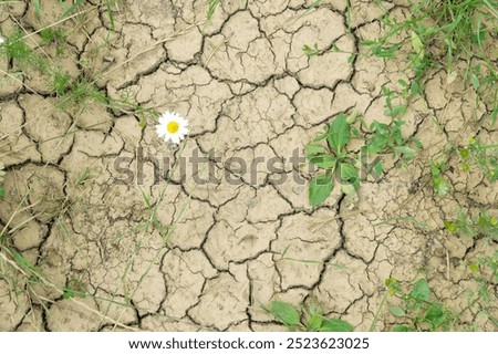 Similar – Image, Stock Photo Some soil in the water bowl