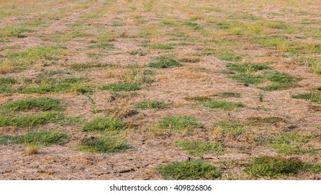 Dried Soil With Some Green Grass