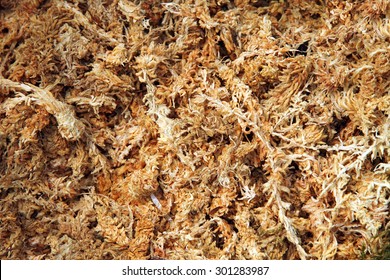 Dried Sphagnum Moss 