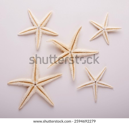 dried starfish on a light background, pattern