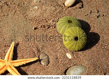 Dried starfish and dried sea urchins lie on a sandy beach.