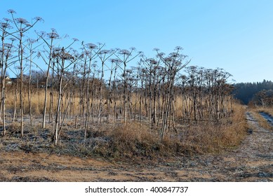 Dried Stems Cowparsnip Plants In Late Autumn