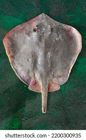 Dried Stingray Background On Asian Fish Market