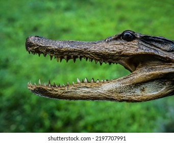 dried stuffed head of a crocodile on a background of green grass - Shutterstock ID 2197707991