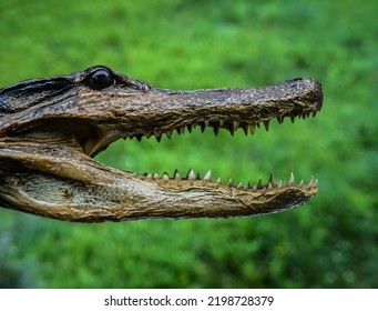 dried stuffed head of a crocodile on a background of green grass - Shutterstock ID 2198728379