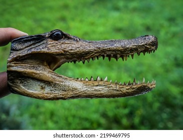 dried stuffed head of a crocodile on a background of green grass in the hands of a man - Shutterstock ID 2199469795