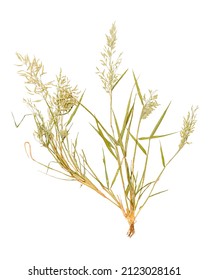 Dried stylized herbarium grass meadow fescue isolated