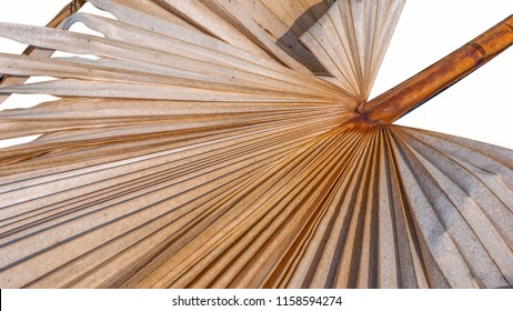 Dried Sugar Palm Leaf 