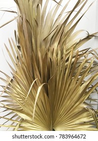 Dried Sugar Palm Leaf On White Background