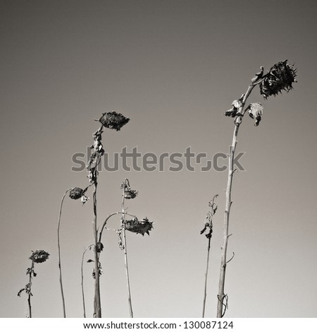 Similar – bottrop Nature Landscape