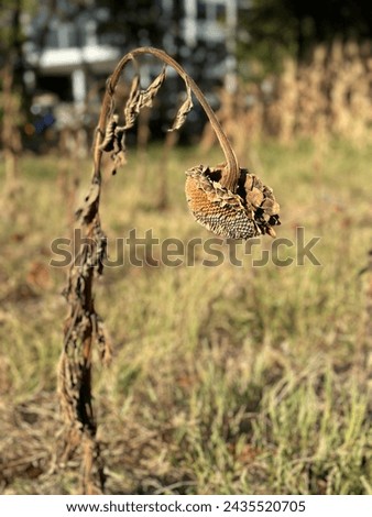 Similar – Image, Stock Photo Die and become! | The seed of the new is still wrapped in the old protective mantle | Awakening | Spring.