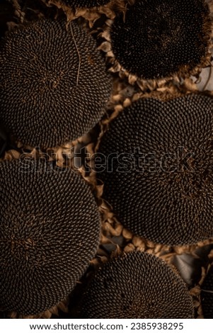 Dried sunflowers laid out in a pattern on the table, isolated background. Dry black sunflower seeds prepared for the winter. Withered sunflower heads, autumn harvest 