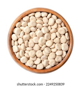 Dried sweet lupin beans, in a wooden bowl. Also known as white lupin or field lupine. Seeds of Lupinus albus, with low content of antinutrients and alkaloids, used as protein source and for sprouting.