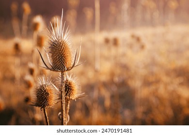 dried thistle heads at dawn in the morning sun, close-up - Powered by Shutterstock