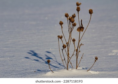 A dried thistle sticking out of a snowdrift in winter - Powered by Shutterstock