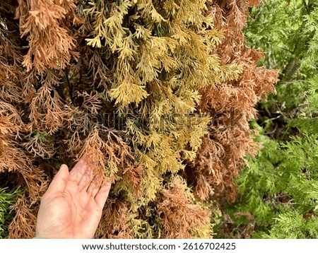 dried thuja branches, damage to thuja by pests or diseases. High quality photo