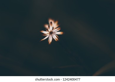 Dried tiny flower on blurred background