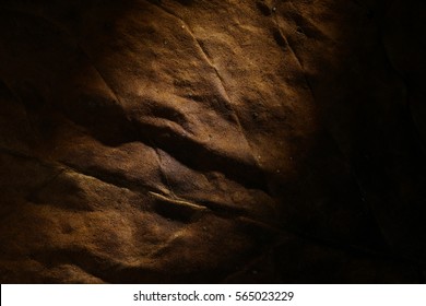 Dried tobacco leaf illuminated by spotlight with fine visible structure details. Abstract textured background. Close up with very high-res for backgroundsSolonaceae, Nicotiana tabacum
