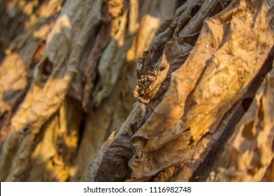 Dried Tobacco Leaves