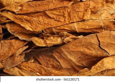 Dried tobacco leaves as background, close-up