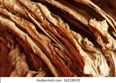 Dried tobacco leaves as background, close-up