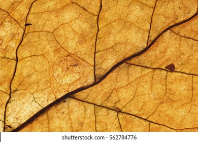 Dried transparent tobacco leave with fine visible structure detailsAbstract textured backgroundClose up with very high-res for backgroundsSolonaceae, Nicotiana tabacum