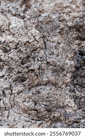 Dried tree bark texture or pattern the can be used as background.
